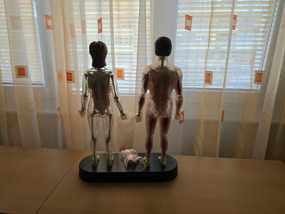 Макети на човека с всички органи