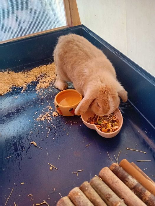 Vand iepure de rasa si cusca