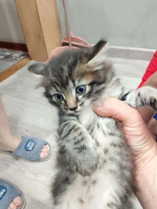 Отдам котят в добрые руки