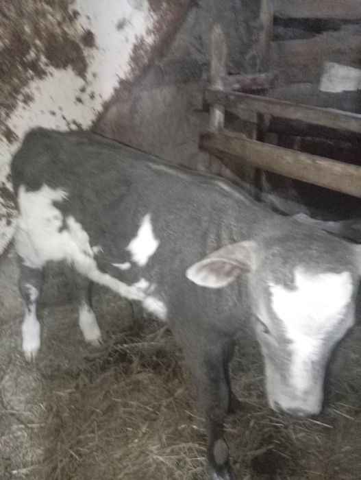 Продам недельную телочку