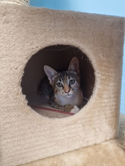 Малко коте, търси дом