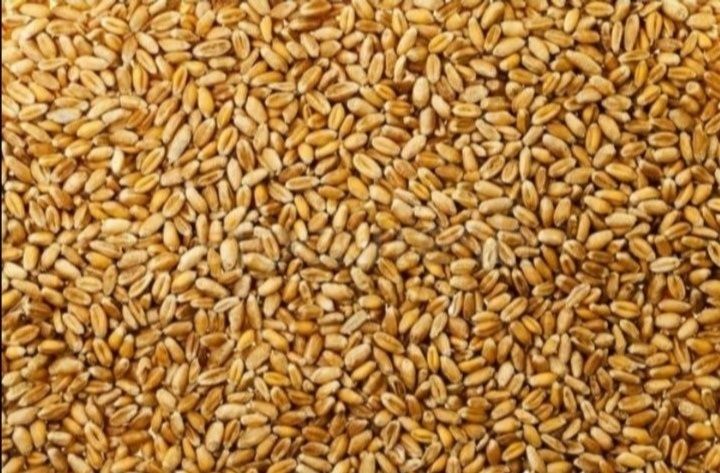 Vând Grâu 55 lei sacul de 3 duble.