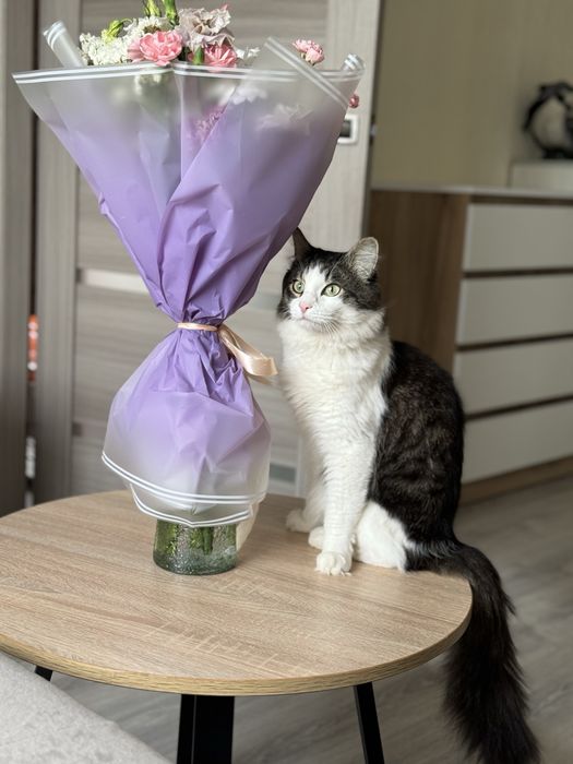 Отдам любимого кота (