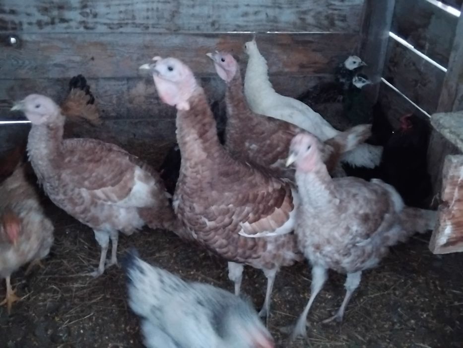 2+1 curci bourbon 2025