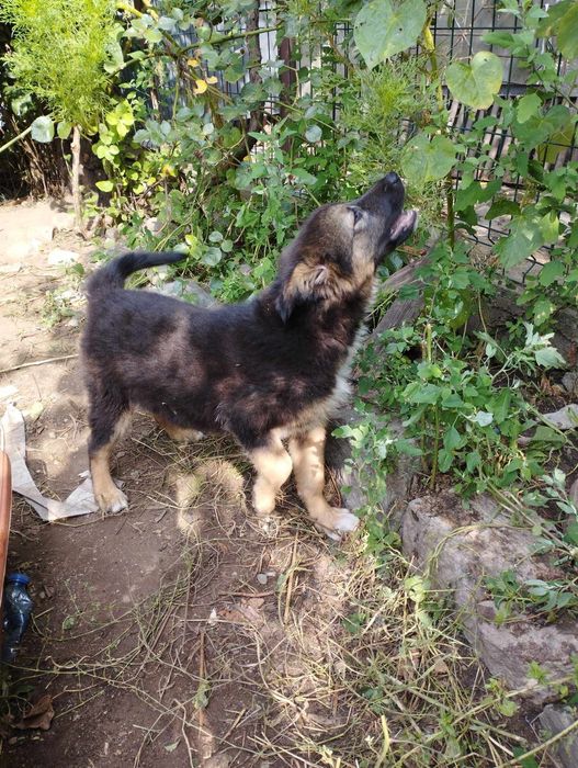 Женско кученце търси дом