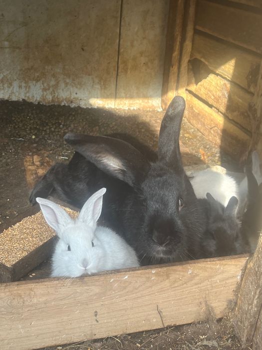 Малки и Големи Зайци