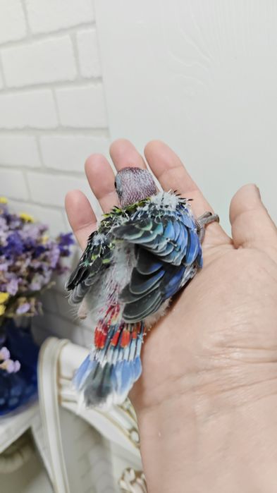 Продаётся птенец, попугая Красной Разеллы,