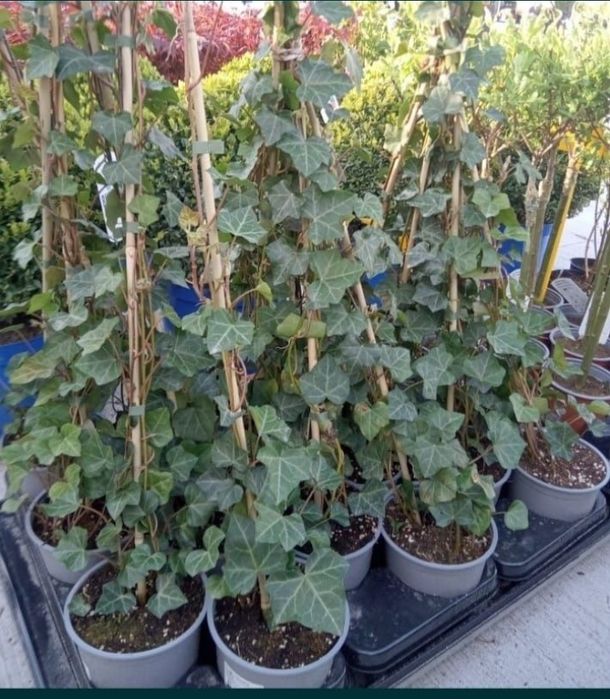 Vând iedera tot timpul verde