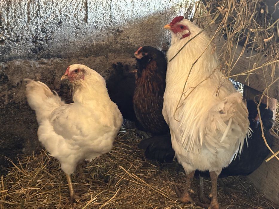 Gaini ameraucana 2025