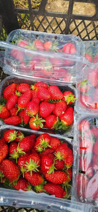 Разсад ягоди , малини и къпини