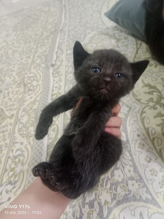 Котята мальчики от британки