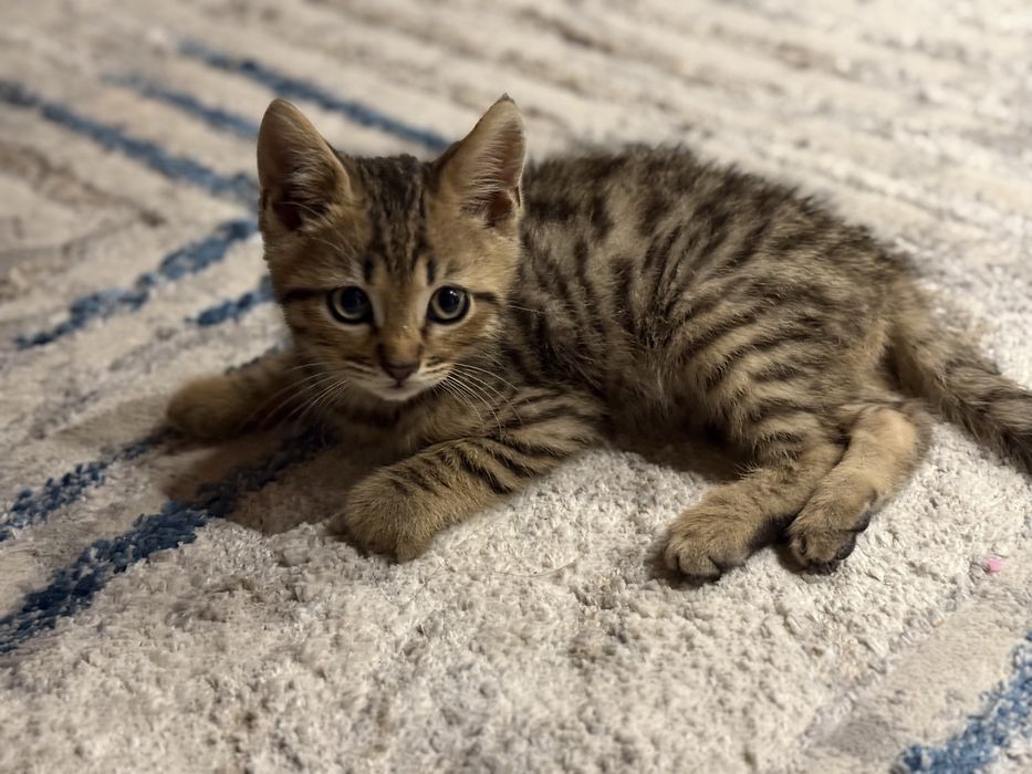 Bengal toza qon yosh 2 oyli