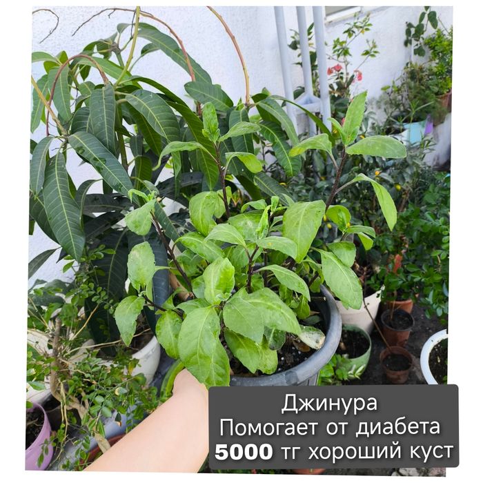 Цветы  в  ассортименте