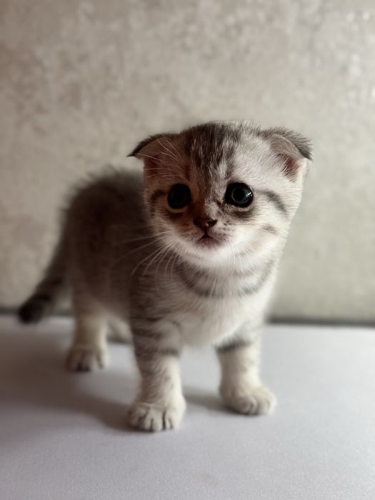 продам шотланских котят