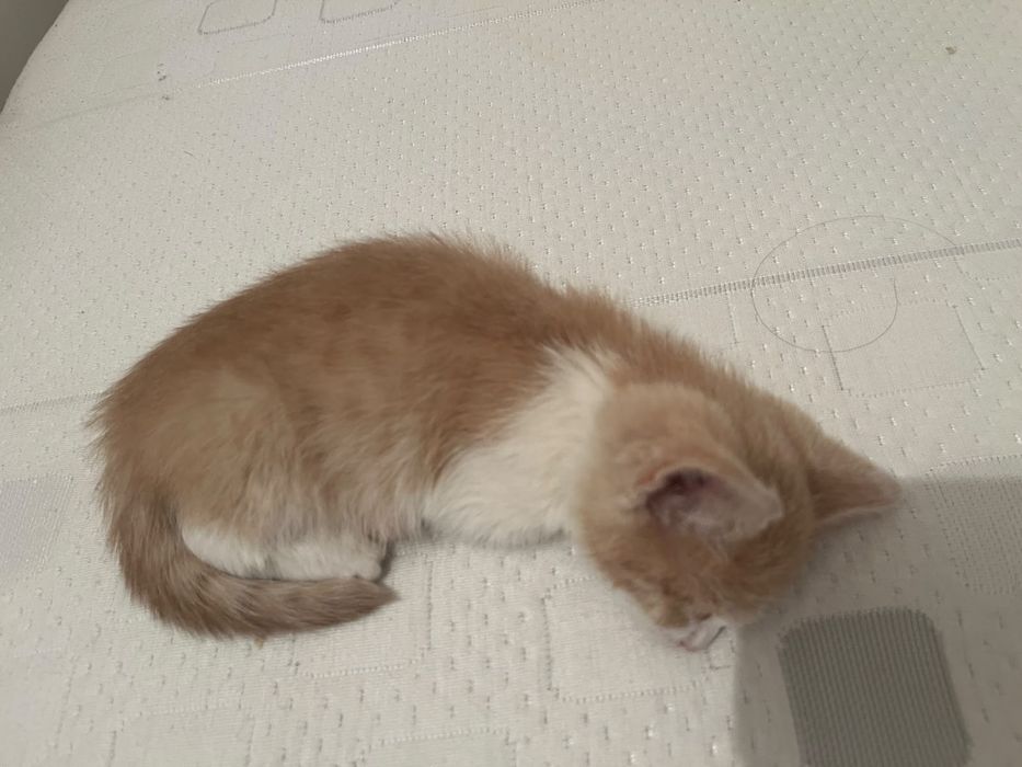 Котенок маленький в добрые руки