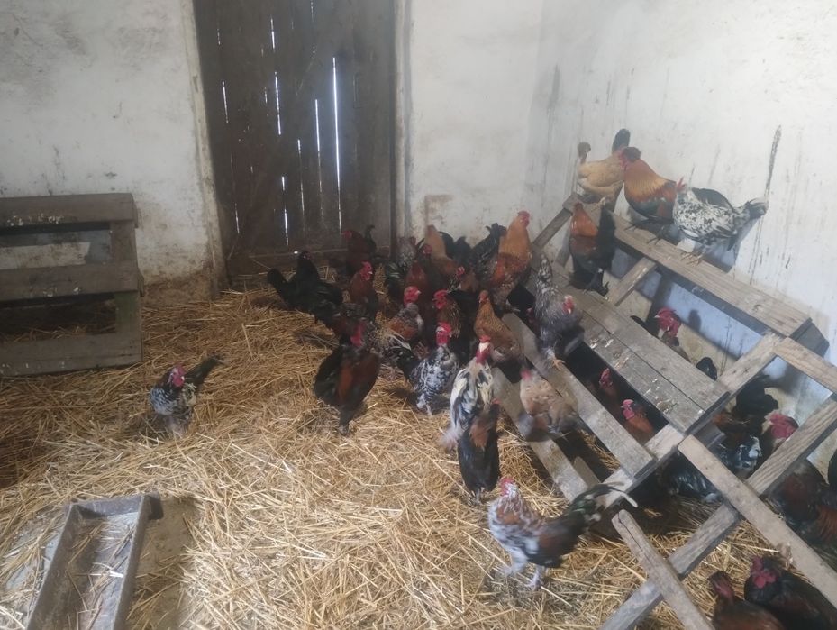 Vând găini și cocoși pitici