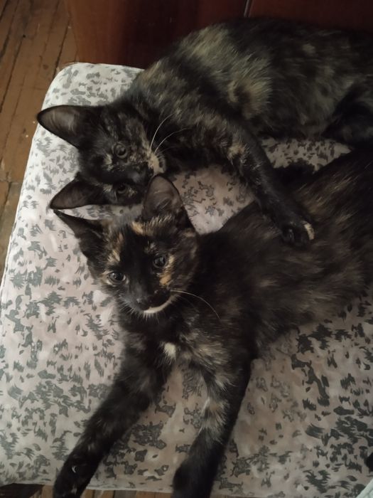 Котята мышеловки в добрые руки даром