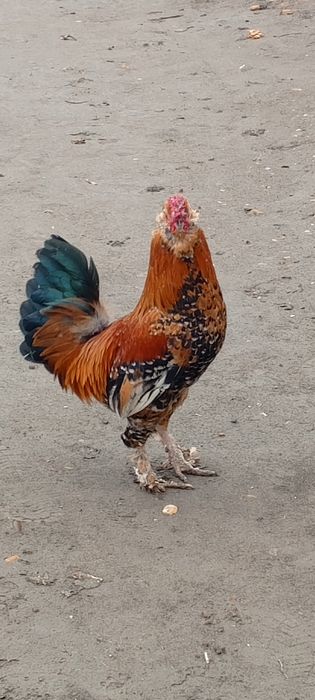 Yaponcha xoʻroz 1  yoshga toʻlmagan holati ideal