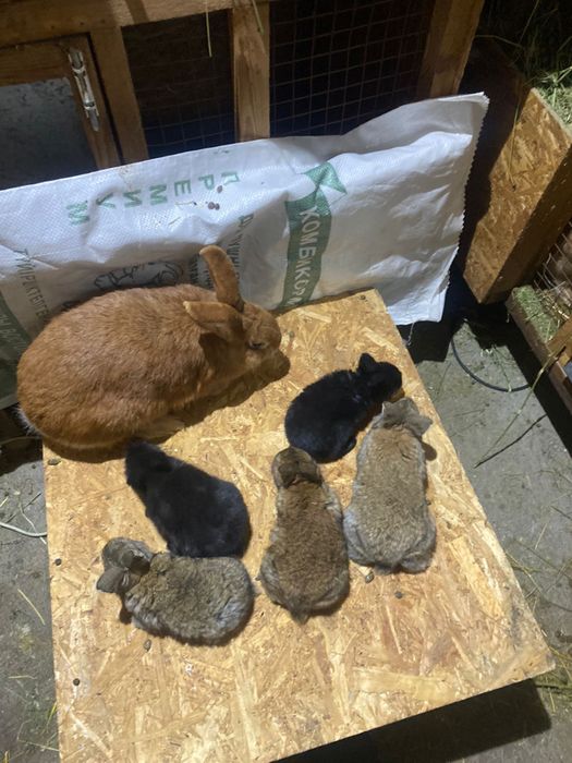 Продам кроликов