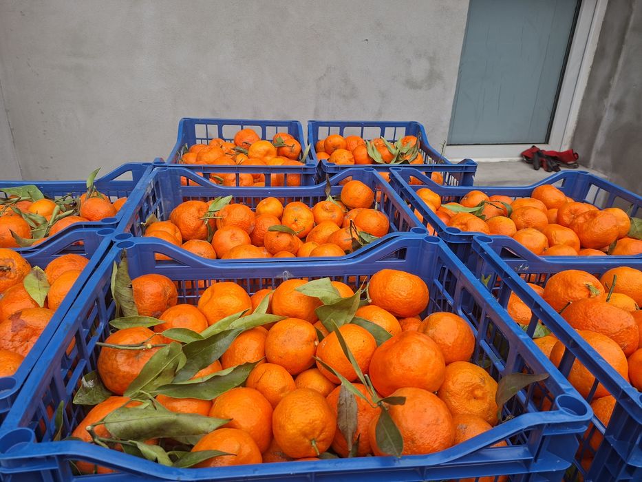 Vând clementine foarte gustoase
