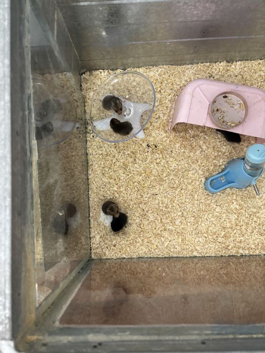 Хомячки хомякии