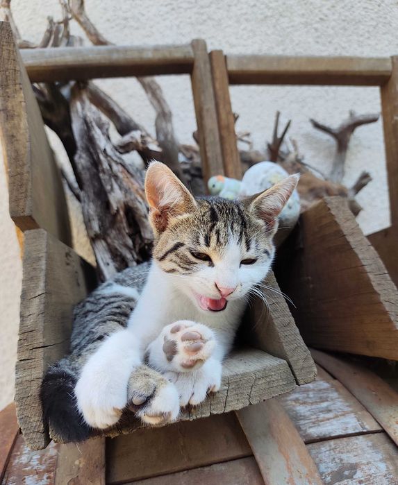 3 месечни котета