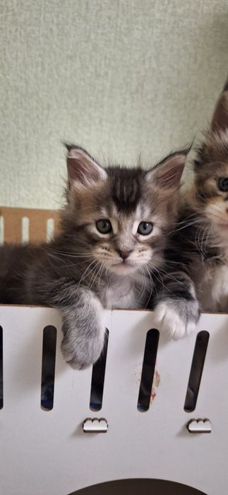 Котята  мейн-кун