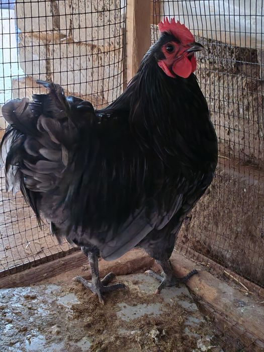 Xoroz şotland qora shag'zoda zotliy xoroz