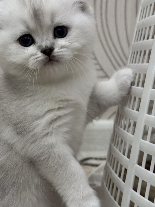 Продаюся Бритаская шиншилла чисто кровь