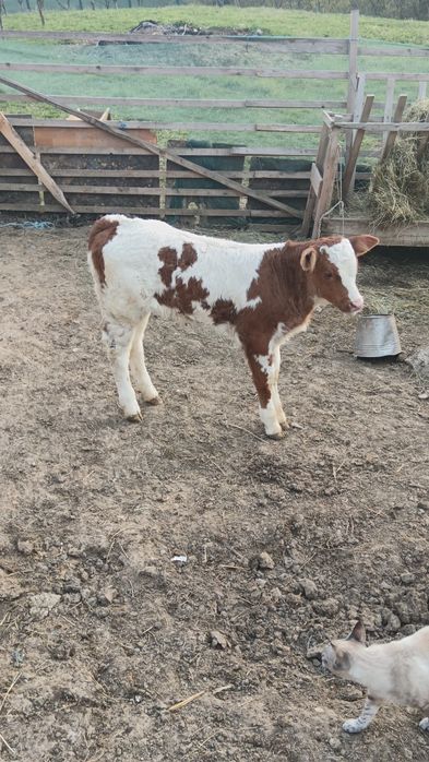 Vițică bălțată 5 saptamani