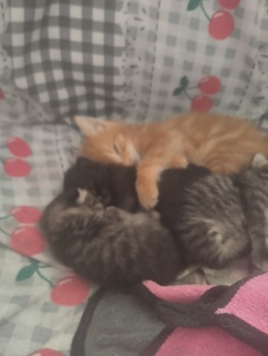 Отдам котят в добрые руки