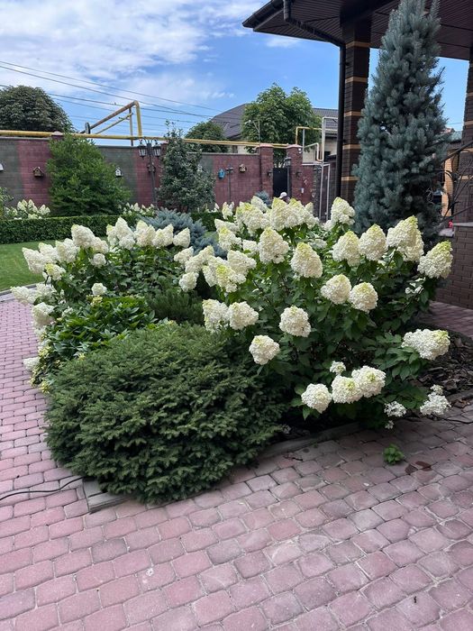 Гортензии газон елки тополя голубые ели