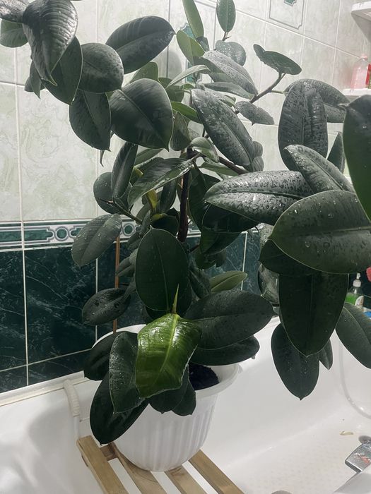 Комнатные цветы