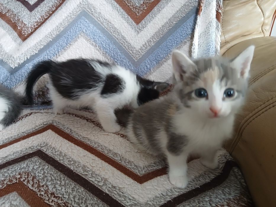 Котенок в дар 1,5 мес.