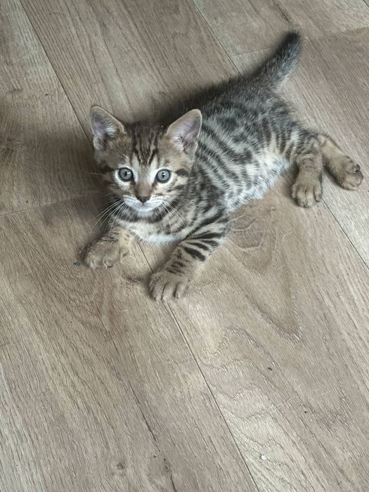 Продам бенгальских котят