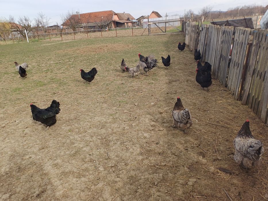 Oua   australorp