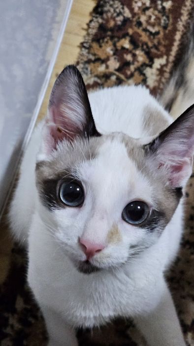 Ofer 2 pisici spre adopție