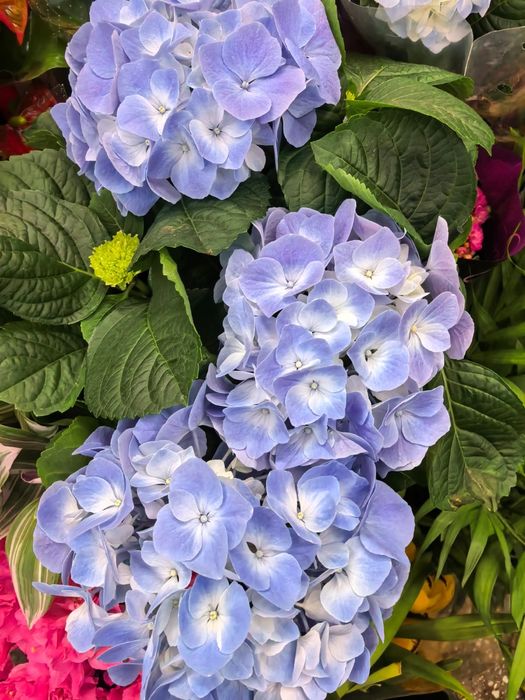 Роза каланхоэ бегония цикламен