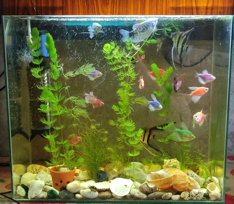 Продам аквариум с рыбками