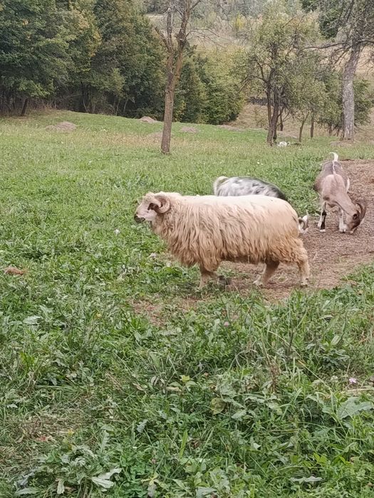 Berbec de prăsilă/ montă