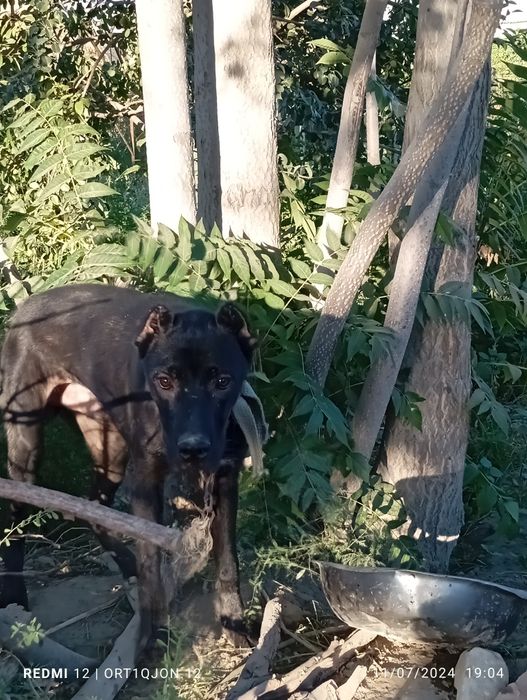 6 oylik pitbul bolasi sotiladi