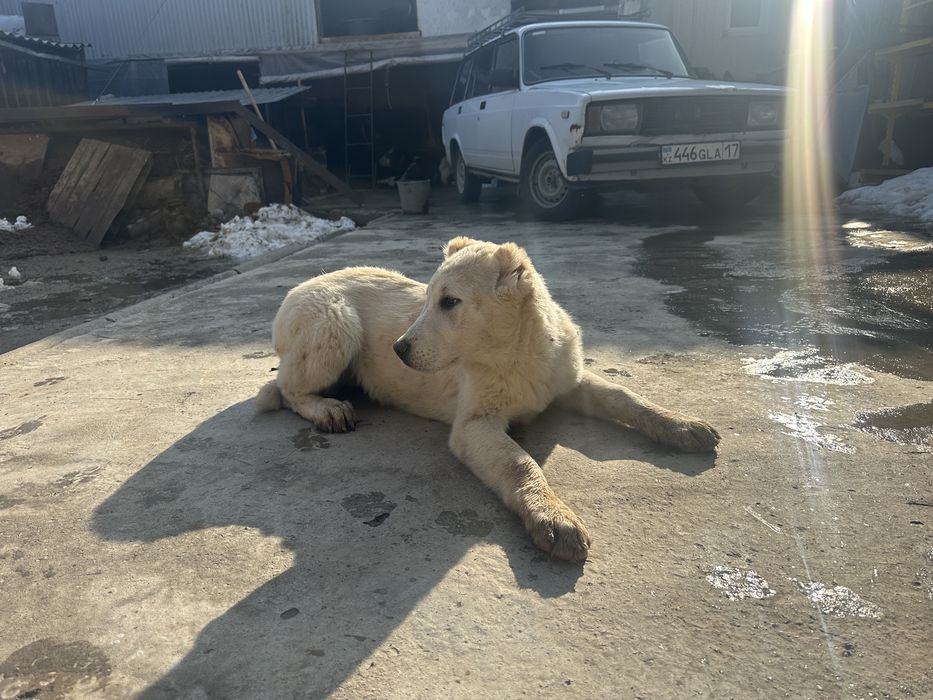 САО  Щенок девочка 4 месяца