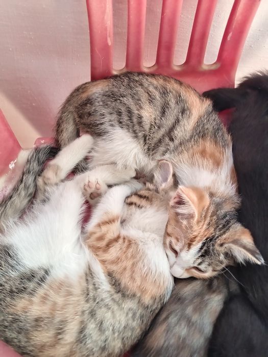 Отдам в хорошие ручки котят