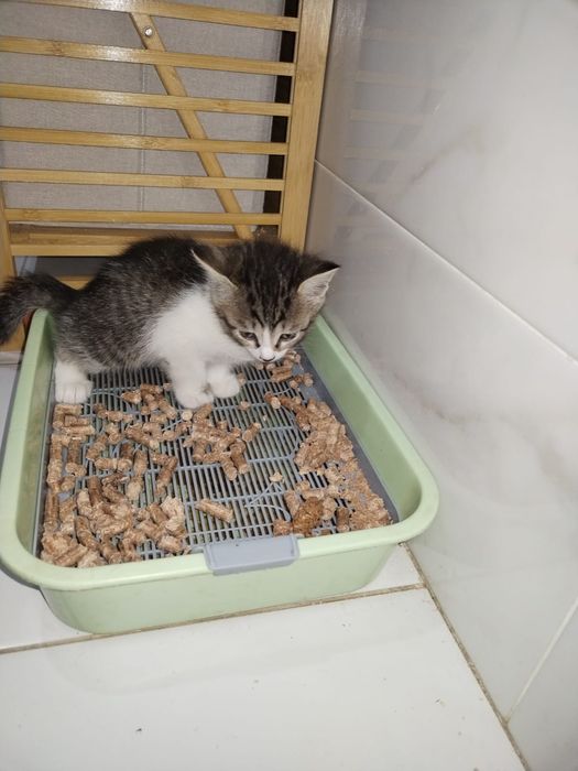 Отдам котят в хорошие руки