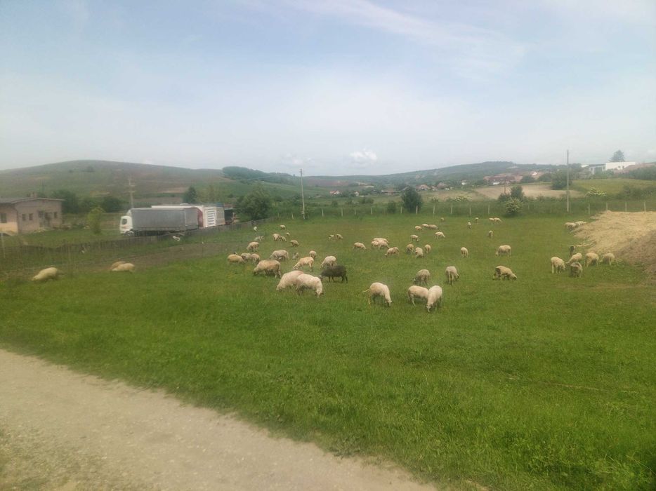 De vânzare 25 de miei