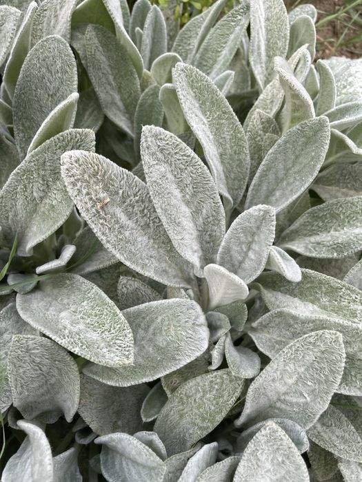 Заешко ухо / стахис / агнешка ушичка