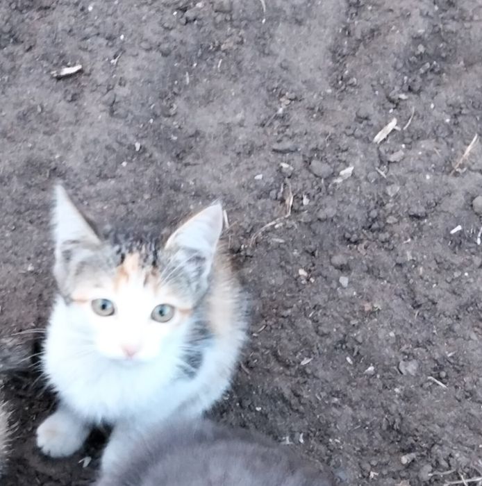 Отдам котят в добрые руки