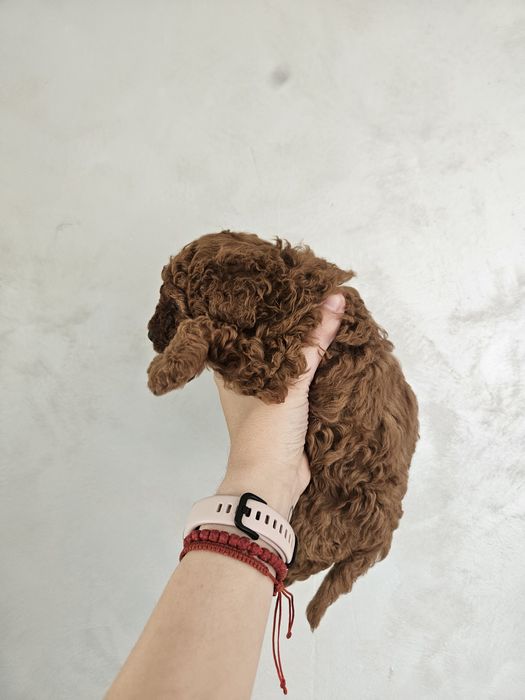 Мъжко той пуделче