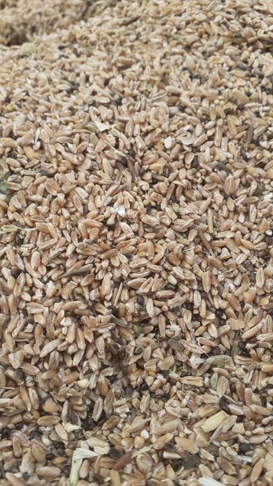 Отходы  отруби сечка  россыпью