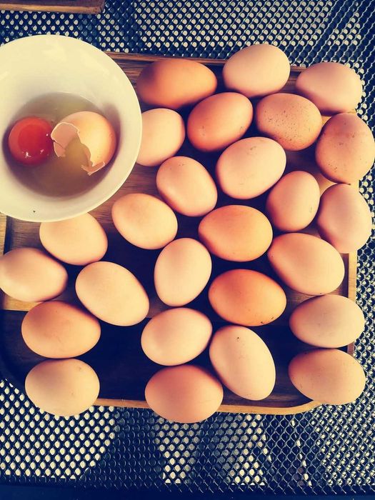 Vând ouă rasa Australorp pentru incubat.